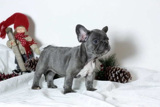 Stunning Gray French Bulldog Puppies